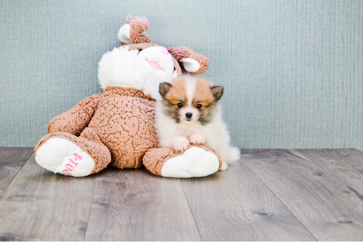 Hypoallergenic Pomeranian Baby