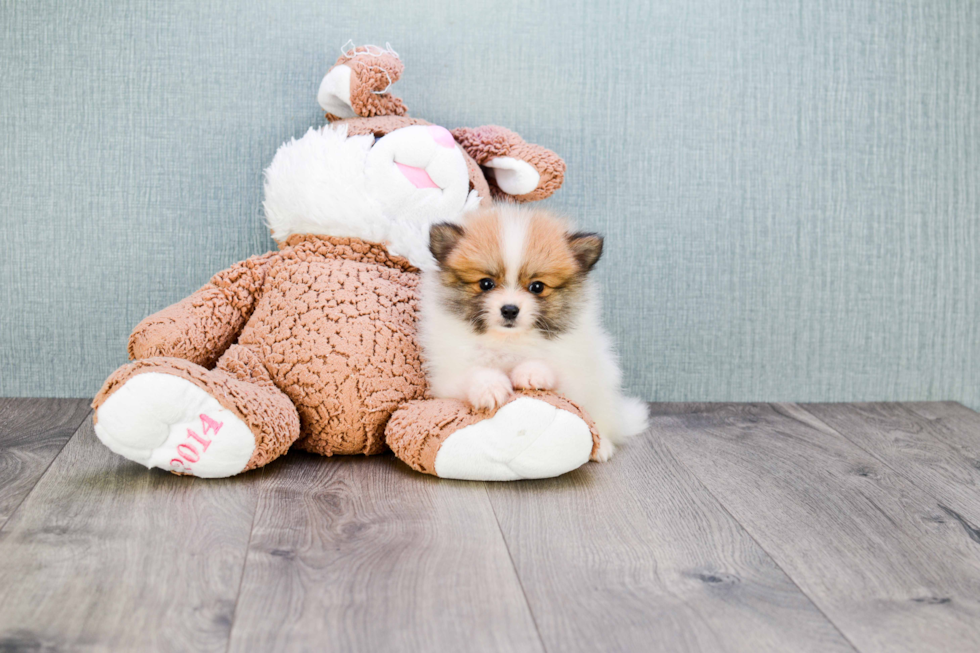 Hypoallergenic Pomeranian Baby