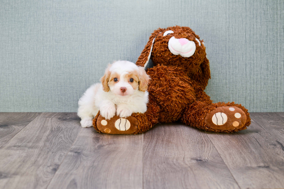 Cavapoo Pup Being Cute