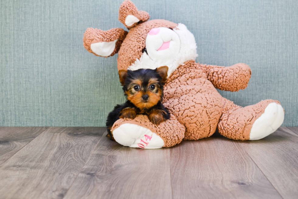 Meet Victoria - our Yorkshire Terrier Puppy Photo 