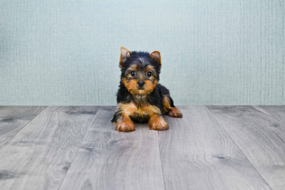 Meet Kacee - our Yorkshire Terrier Puppy Photo 