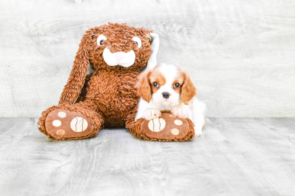 Cavalier King Charles Spaniel Pup Being Cute