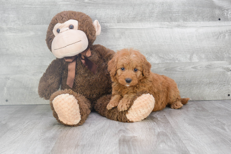 Little Golden Retriever Poodle Mix Puppy