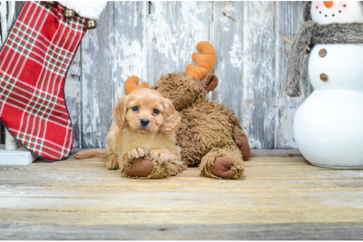 Friendly Cavapoo Baby