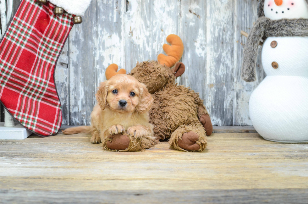 Friendly Cavapoo Baby