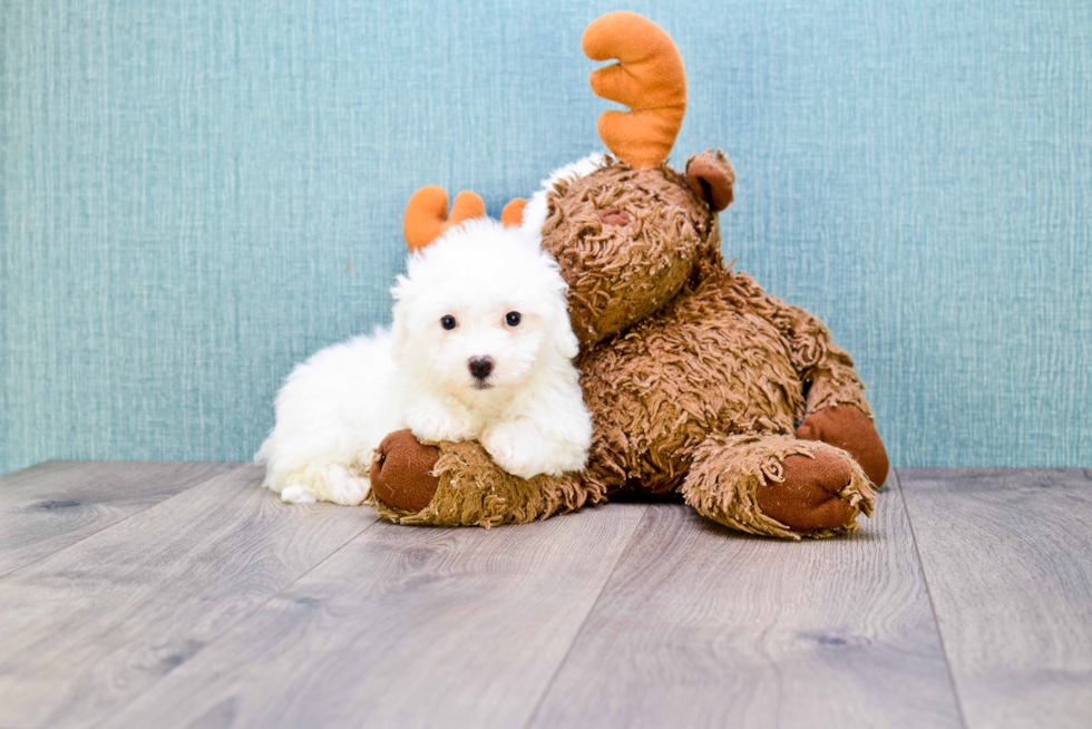 Popular Bichon Frise Purebred Pup