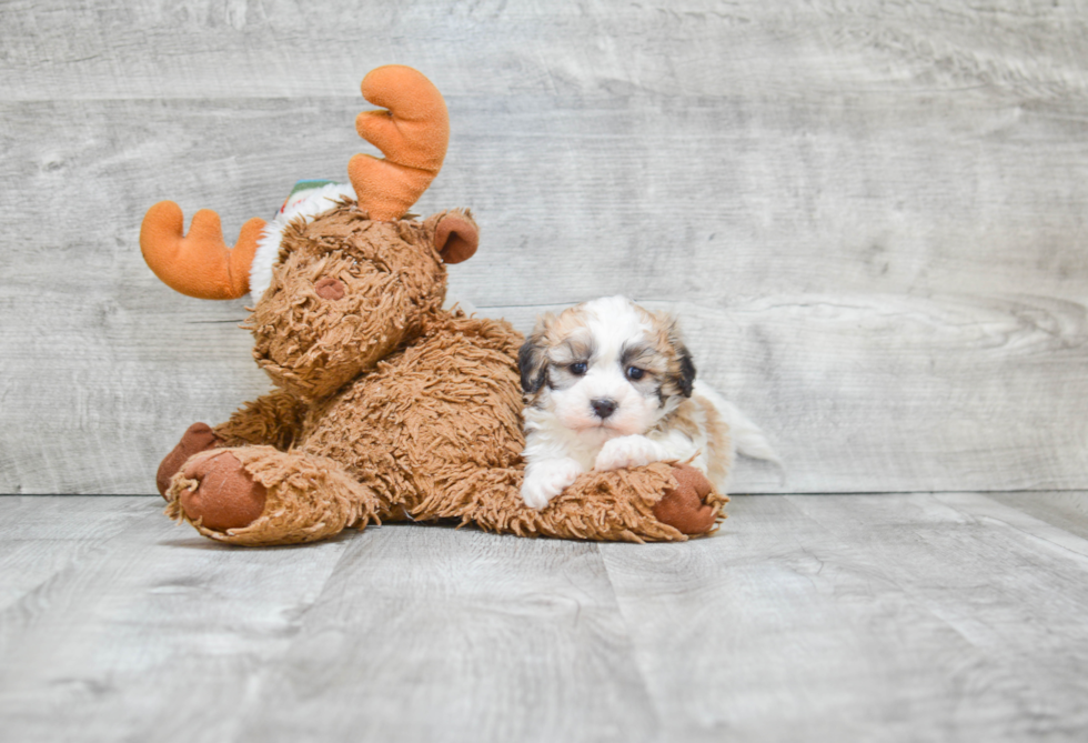 Teddy Bear Pup Being Cute