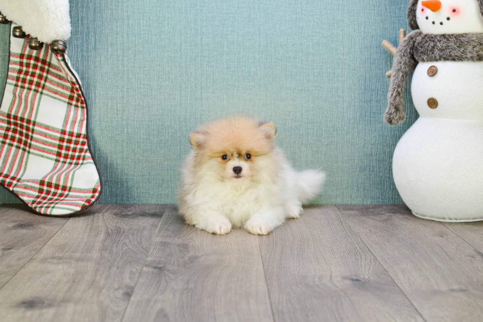 Pomeranian Pup Being Cute