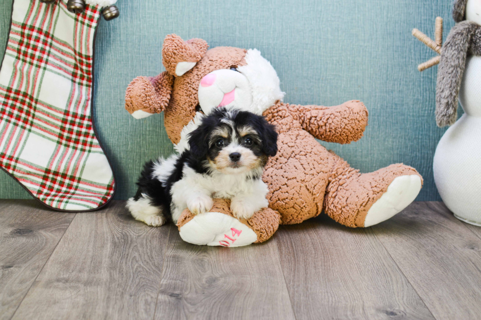 Sweet Cavachon Baby