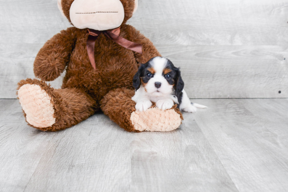 Adorable Cavalier King Charles Spaniel Purebred Puppy