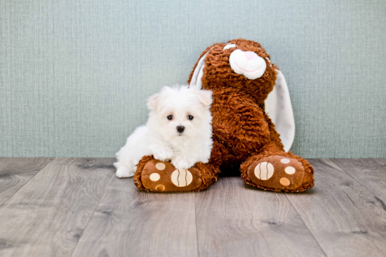 Hypoallergenic Maltese Baby