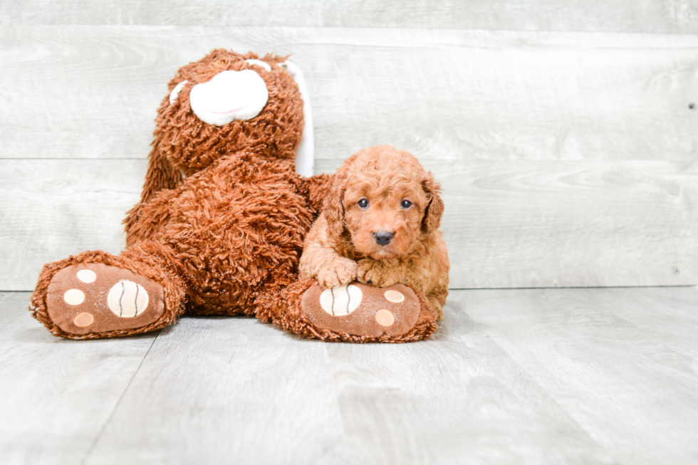 Energetic Golden Retriever Poodle Mix Puppy