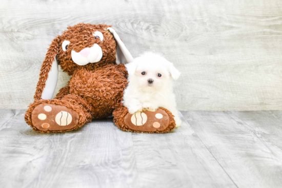 Maltese Puppy for Adoption