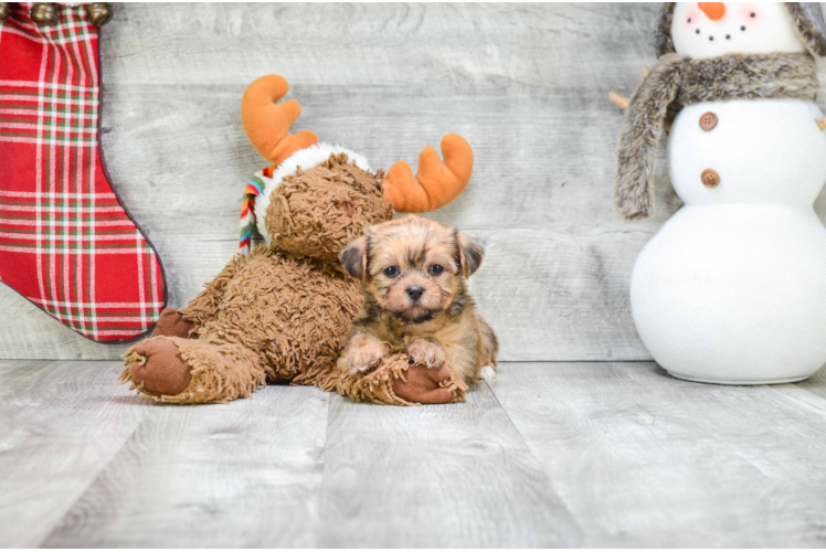 Smart Shorkie Designer Pup