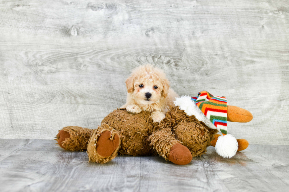 Adorable Maltese Poodle Poodle Mix Puppy