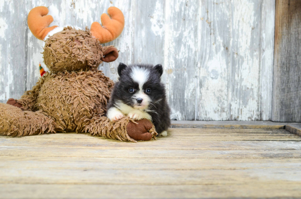 Pomeranian Pup Being Cute