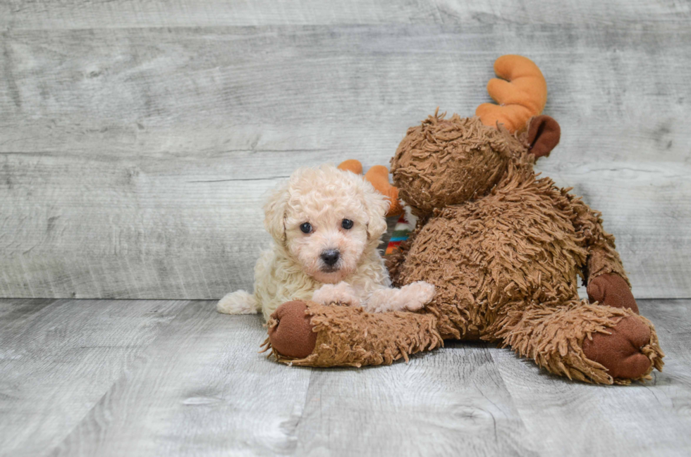 Cavapoo Pup Being Cute