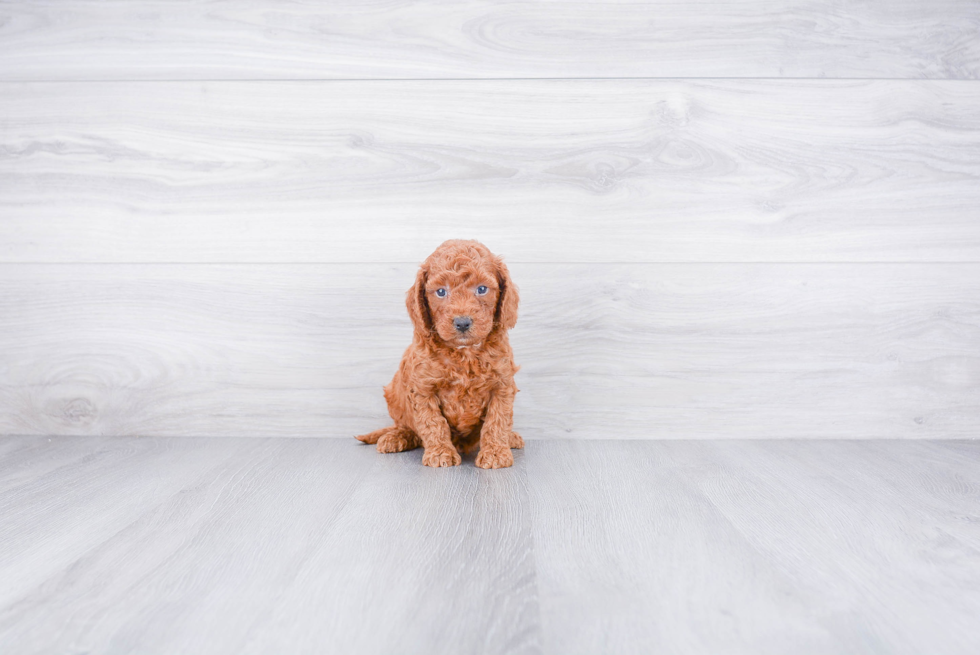 Hypoallergenic Golden Retriever Poodle Mix Puppy