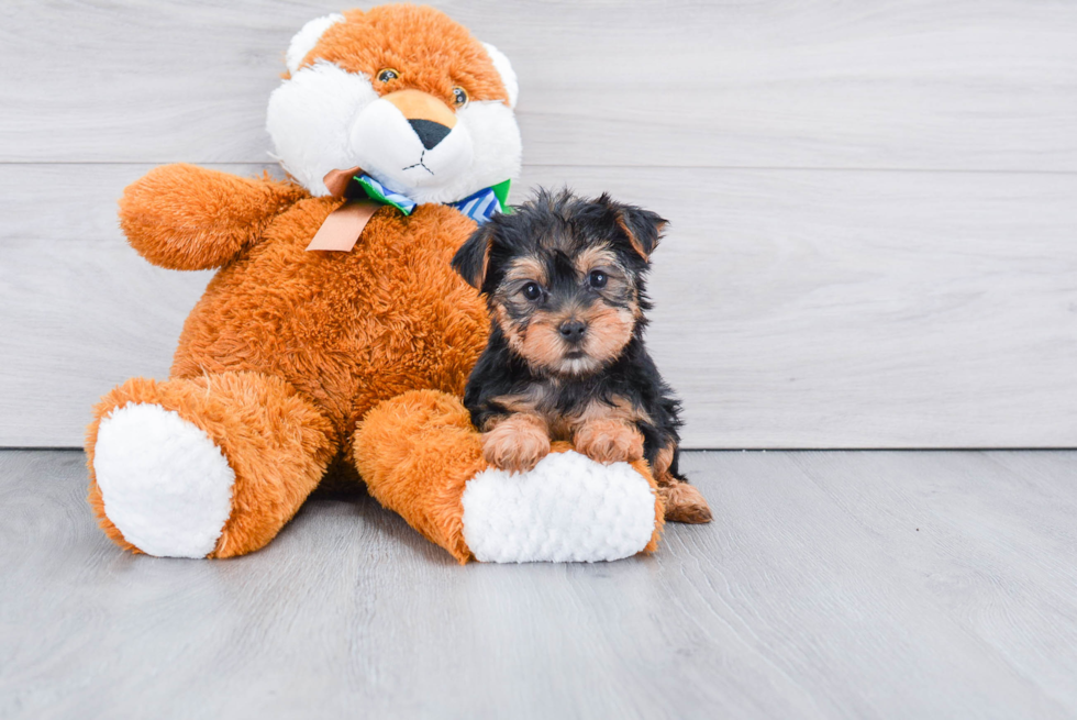 Meet Snickers - our Yorkshire Terrier Puppy Photo 