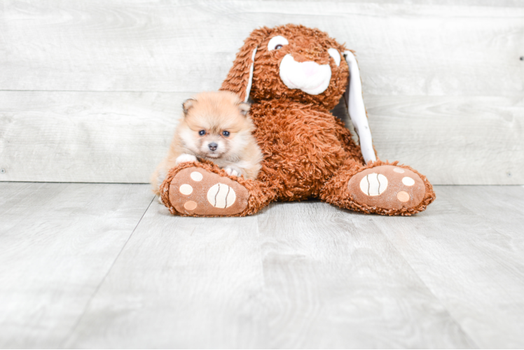 Happy Pomeranian Purebred Puppy