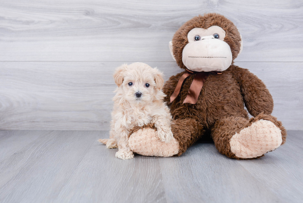 Little Maltese Poodle Poodle Mix Puppy