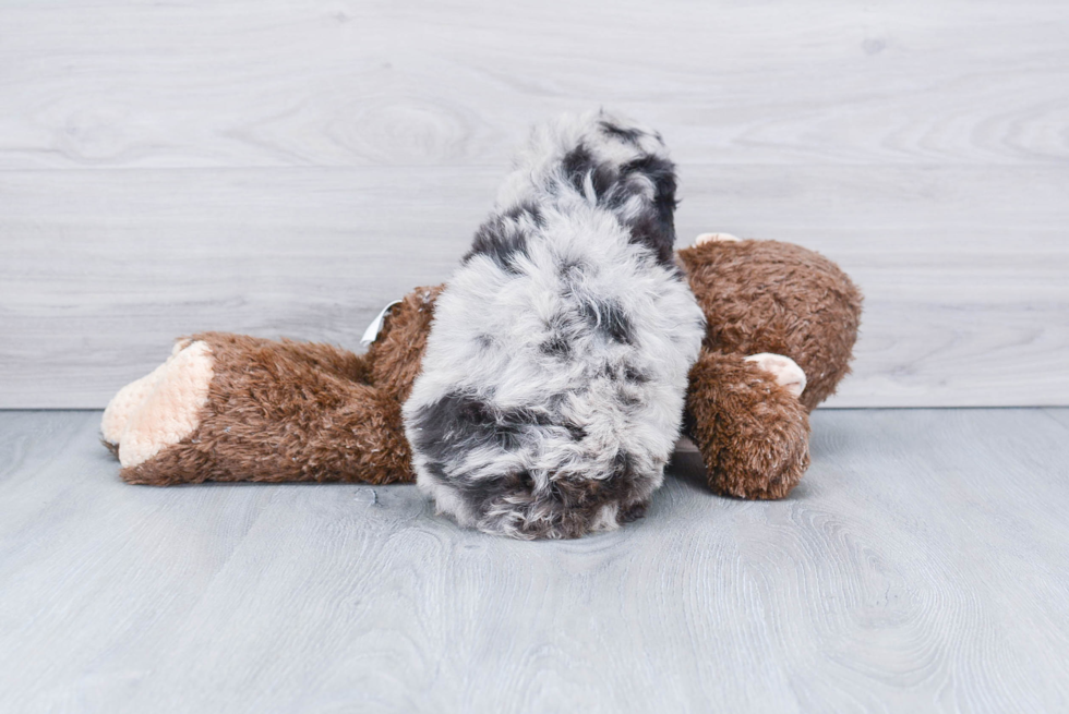 Best Mini Aussiedoodle Baby