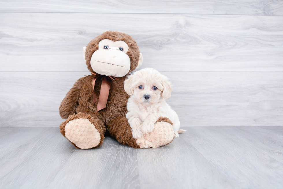 Best Maltipoo Baby