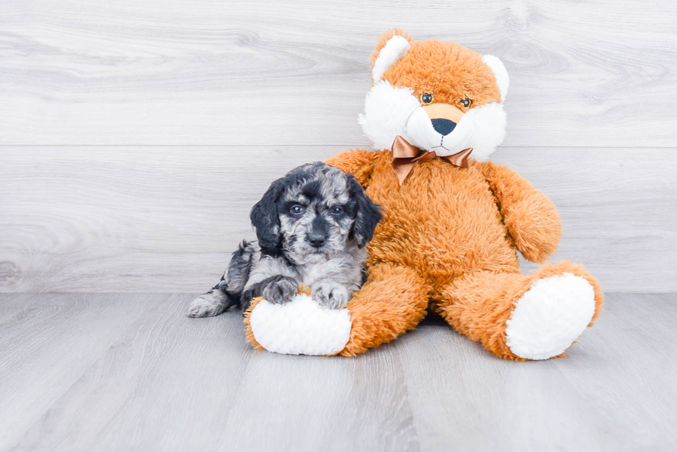 Smart Mini Goldendoodle Poodle Mix Pup