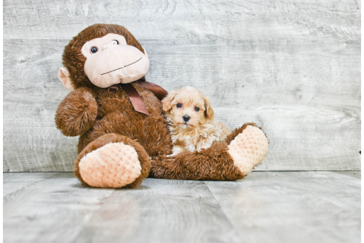 Funny Maltipoo Poodle Mix Pup