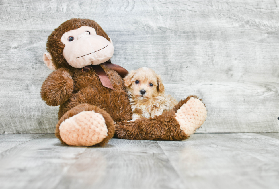 Funny Maltipoo Poodle Mix Pup