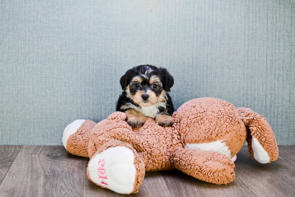 Hypoallergenic Yorkie Designer Puppy