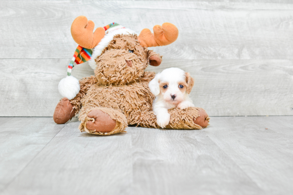 Cavapoo Pup Being Cute