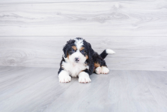 Mini Bernedoodle Pup Being Cute