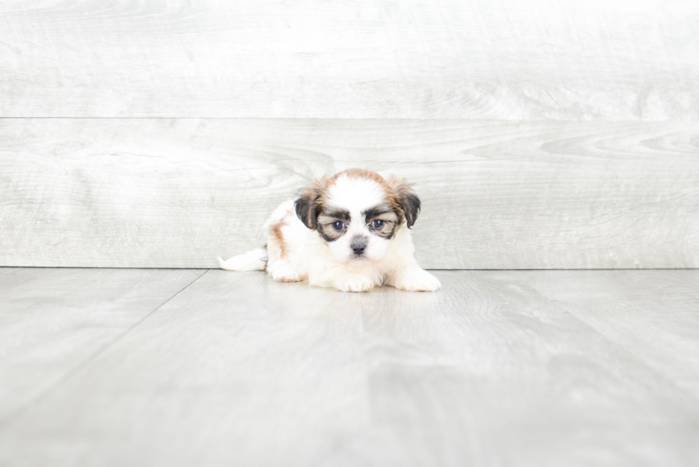 Teddy Bear Pup Being Cute