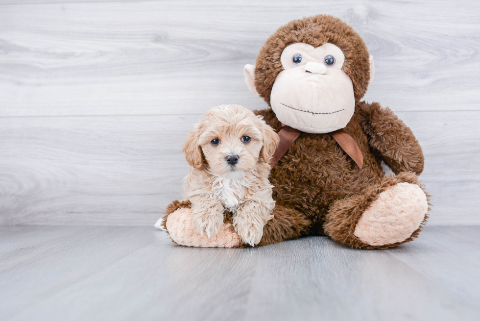 Popular Maltipoo Poodle Mix Pup