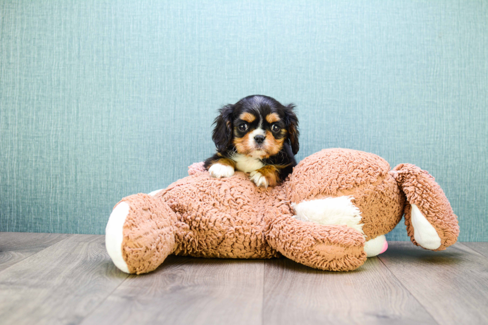 Best Cavalier King Charles Spaniel Baby