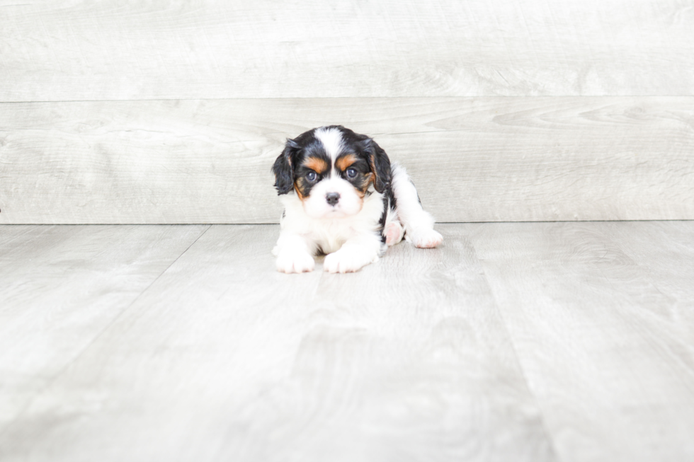 Happy Cavalier King Charles Spaniel Purebred Puppy