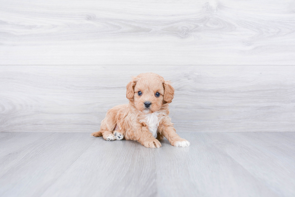 Small Cavapoo Baby