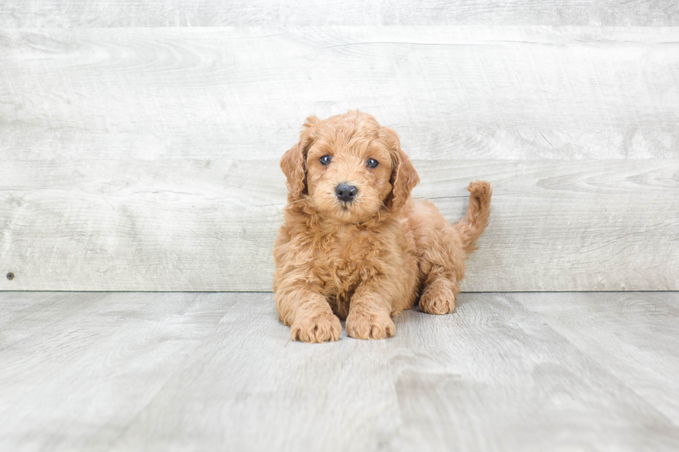 Mini Goldendoodle Pup Being Cute