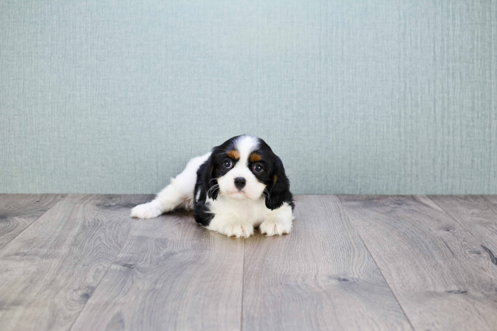 Friendly Cavalier King Charles Spaniel Purebred Pup