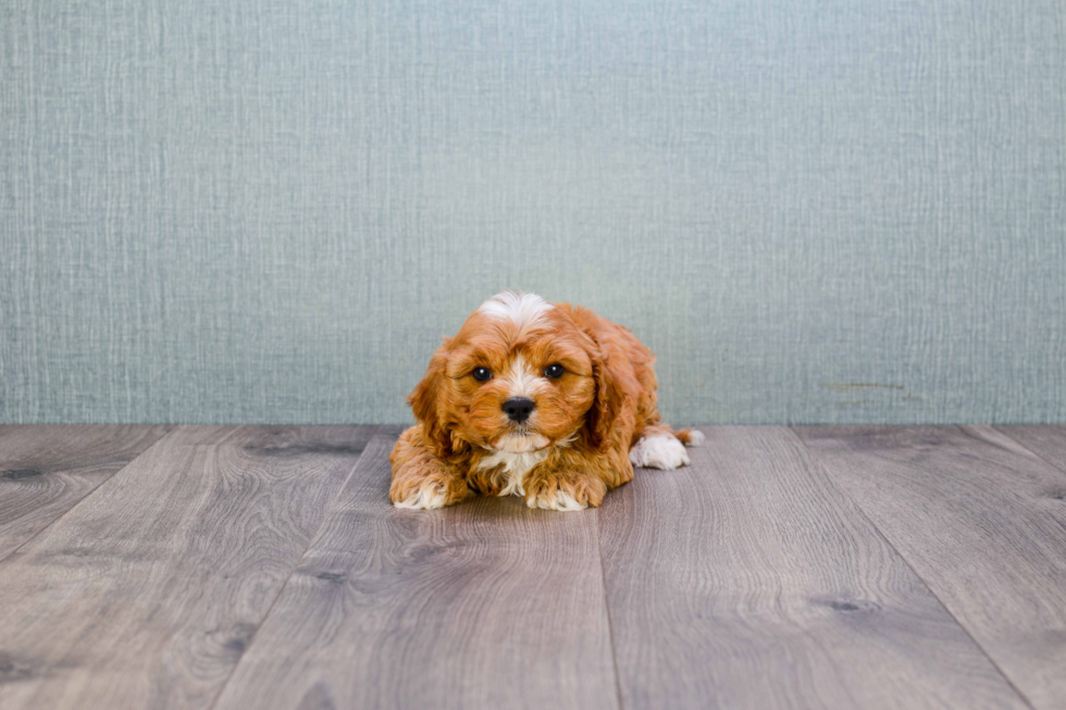 Energetic Cavoodle Poodle Mix Puppy