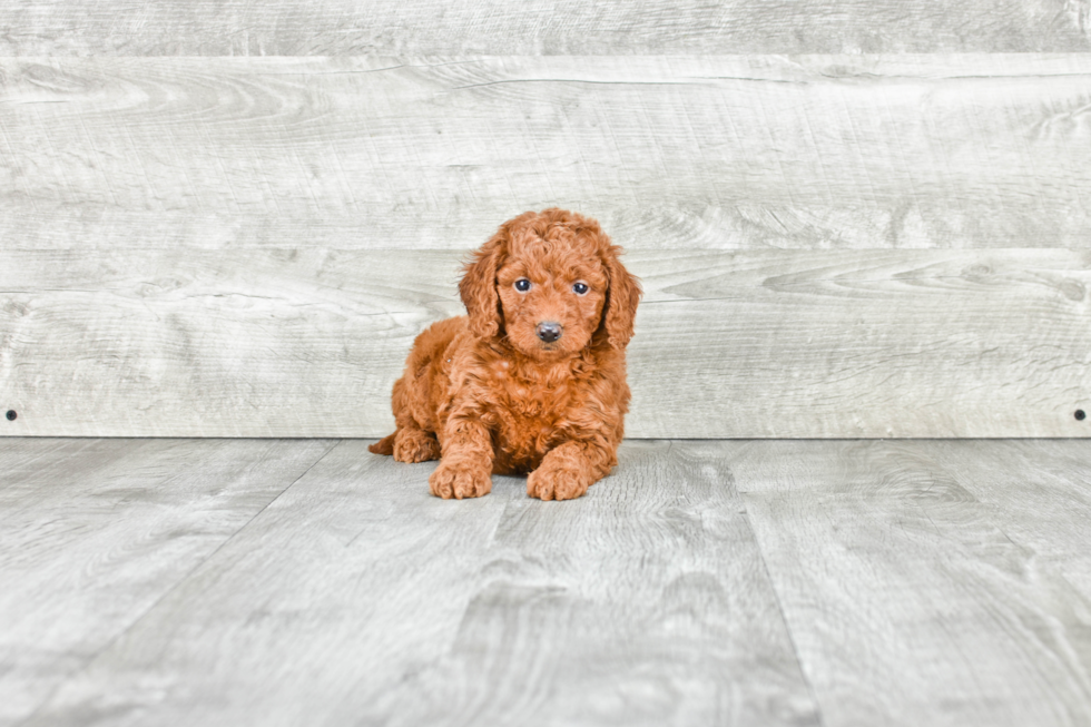 Mini Goldendoodle Puppy for Adoption