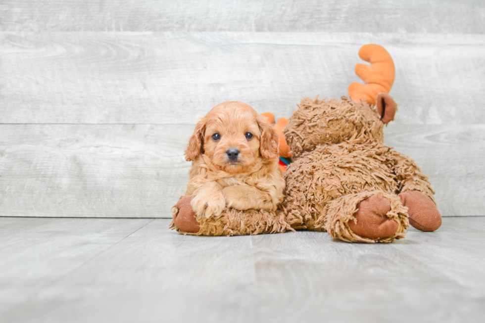 Adorable Cavoodle Poodle Mix Puppy