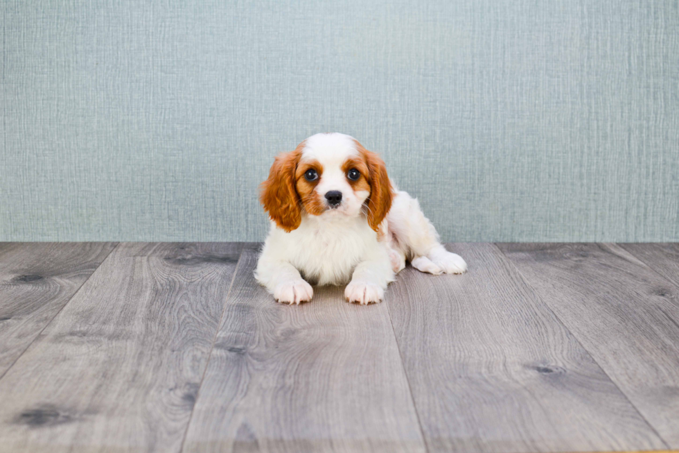 Cavalier King Charles Spaniel Puppy for Adoption