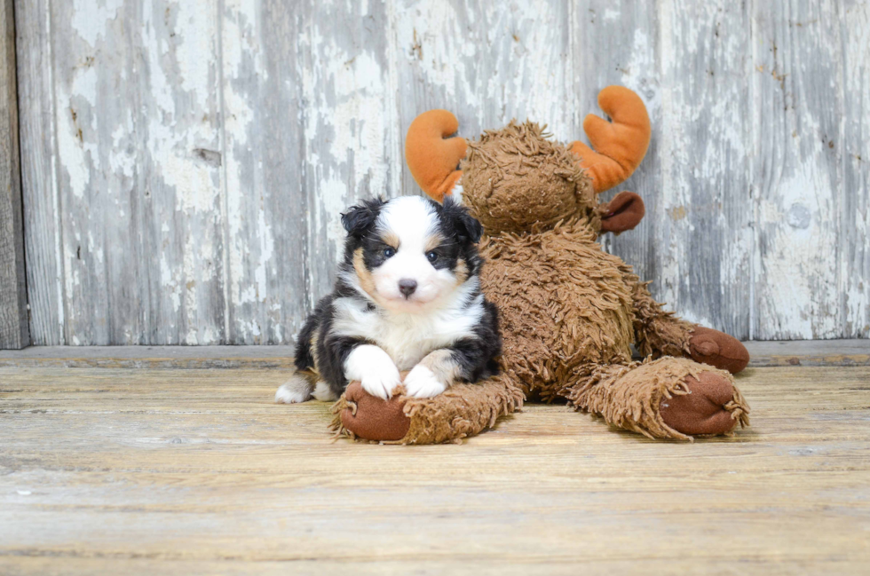 Adorable Aussiepoo Poodle Mix Puppy