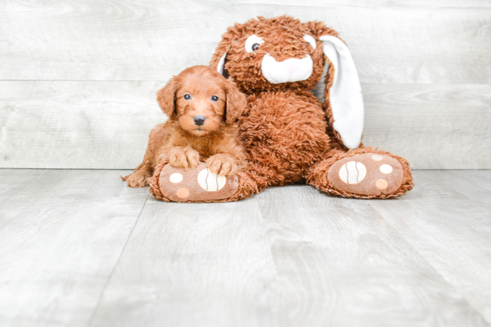 Cute Mini Goldendoodle Baby