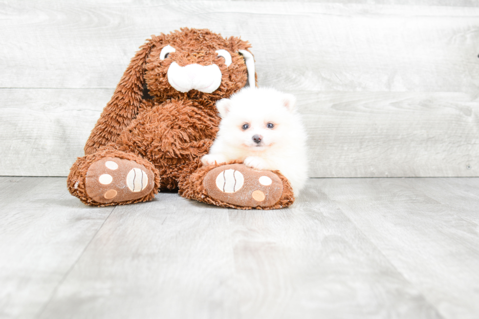 Pomeranian Pup Being Cute