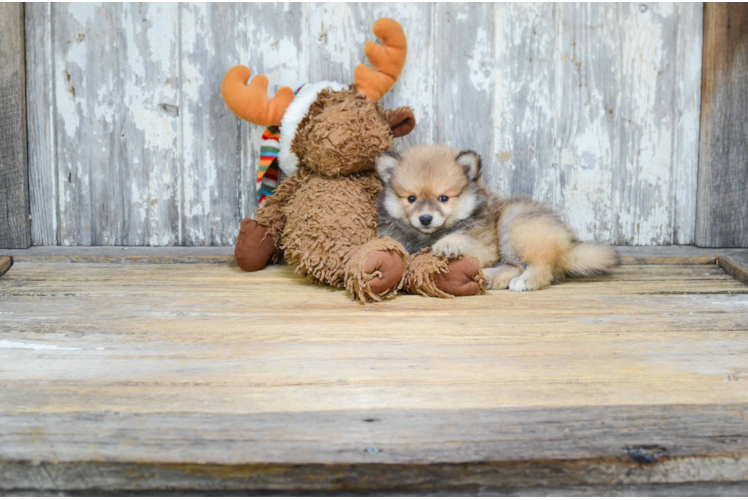 Smart Pomeranian Purebred Puppy