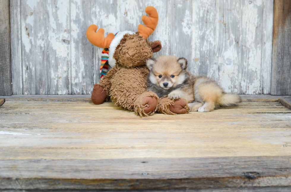 Smart Pomeranian Purebred Puppy