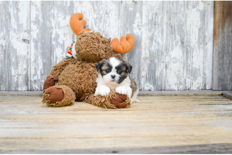 Teddy Bear Pup Being Cute